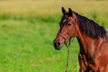 Otlaktaki at. Seçici odaklı arkaplan ve metin için alanı kopyala