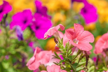 Çiçek tarlasında çok güzel çiçekler var. Seçici odaklı arkaplan ve metin için alanı kopyala.