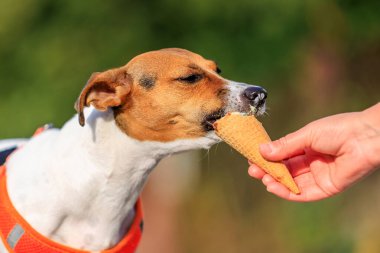 Şirin Jack Russell Terrier köpeği parkta yürürken dondurma yiyor. Seçici odaklı evcil hayvan portresi ve metin için alanı kopyala