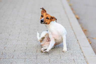 Sevimli bir Jack Russell Terrier köpeği yürürken arka patisiyle kendini kaşır. Seçici odaklı evcil hayvan portresi ve metin için alanı kopyala