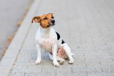 Sevimli bir Jack Russell Terrier köpeği kaldırımda komik bir şekilde oturur. Seçici odaklı evcil hayvan portresi ve metin için alanı kopyala