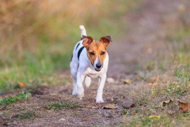 Sevimli bir Jack Russell Terrier köpeği bir adama doğru koşuyor. Seçici odaklı evcil hayvan portresi ve metin için alanı kopyala