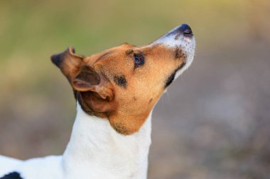 Sevimli bir Jack Russell Terrier köpeği bir insandan doğada yiyecek ister. Seçici odaklı evcil hayvan portresi ve metin için alanı kopyala