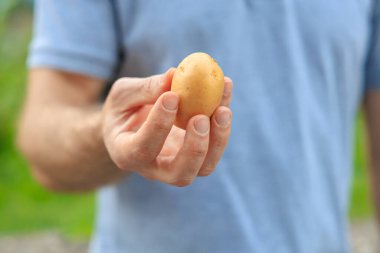 Bir adamın eli patatesi tutar. Bulanık arkaplan ve metin için kopyalama alanı olan ellere seçici odak.