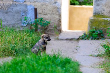 Evsiz köpek. Seçici odaklı arkaplan ve metin için alanı kopyala
