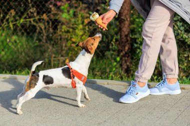 Jack Russell Terrier köpeği ve dondurma. Seçici odaklı hayvan portresi ve metin için alanı kopyala