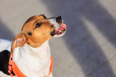 Jack Russell Terrier 'ın şirin köpeği, yakın plan. Seçici odaklı evcil hayvan portresi ve metin için alanı kopyala