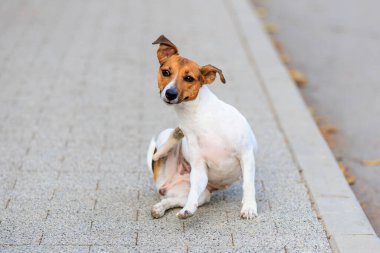 Sevimli bir Jack Russell Terrier köpeği yürürken arka patisiyle kendini kaşır. Seçici odaklı evcil hayvan portresi ve metin için alanı kopyala