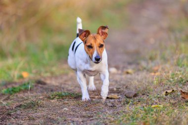 Sevimli bir Jack Russell Terrier köpeği bir adama doğru koşuyor. Seçici odaklı evcil hayvan portresi ve metin için alanı kopyala