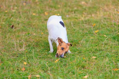 Tatlı bir Jack Russell Terrier köpeği ormandaki bir açıklıkta yürüyor. Seçici odaklı evcil hayvan portresi ve metin için alanı kopyala