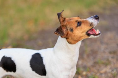 Sevimli bir Jack Russell Terrier köpeği bir insandan doğada yiyecek ister. Seçici odaklı evcil hayvan portresi ve metin için alanı kopyala