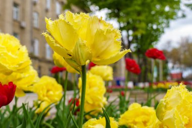 Çiçekli yatak lalelerinde çiçekler. Şehir çevresini yeşillendiriyor. Seçici odak ve kopyalama alanı olan arkaplan