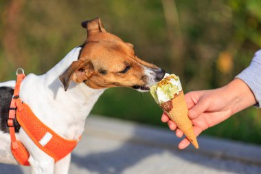 Jack Russell Terrier cinsinin bir köpeği dondurma yer. Seçici odaklı hayvan portresi ve metin için alanı kopyala