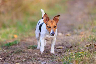 Sevimli bir Jack Russell Terrier köpeği bir adama doğru koşuyor. Seçici odaklı evcil hayvan portresi ve metin için alanı kopyala