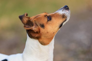 Sevimli bir Jack Russell Terrier köpeği bir insandan doğada yiyecek ister. Seçici odaklı evcil hayvan portresi ve metin için alanı kopyala
