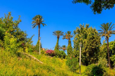 Güney şehrinde egzotik, gölgeli bir bitki örtüsü. Seçici odaklı arkaplan ve metin için alanı kopyala