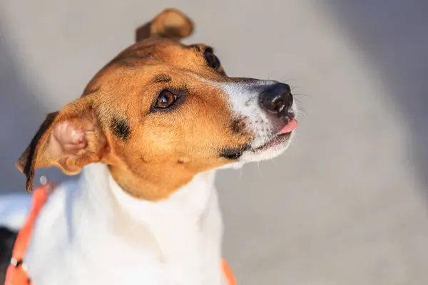 A happy beagle with furry ears looks lovingly.