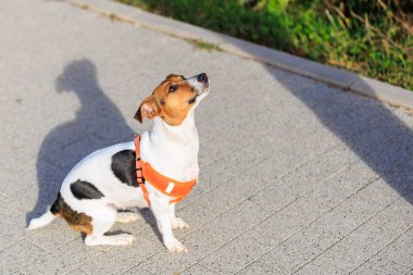 Şirin Jack Russell Terrier köpeği şehirde yürürken yemek istiyor. Seçici odaklı evcil hayvan portresi ve metin için alanı kopyala