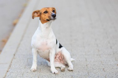 Sevimli bir Jack Russell Terrier köpeği kaldırımda komik bir şekilde oturur. Seçici odaklı evcil hayvan portresi ve metin için alanı kopyala