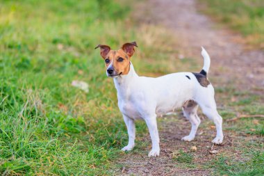Sevimli bir Jack Russell Terrier köpeği parkta yürüyor. Seçici odaklı evcil hayvan portresi ve metin için alanı kopyala