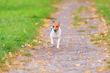 Sevimli bir Jack Russell Terrier köpeği parkta yol boyunca koşar. Seçici odaklı evcil hayvan portresi ve metin için alanı kopyala