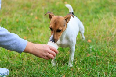 Şirin bir Jack Russell Terrier köpeği doğadaki bir kağıt bardaktan su içer. Seçici odaklı evcil hayvan portresi ve metin için alanı kopyala