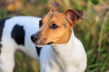 Tatlı Jack Russell Terrier köpeği temiz havada yürüyüş yapıyor. Seçici odaklı evcil hayvan portresi ve metin için alanı kopyala