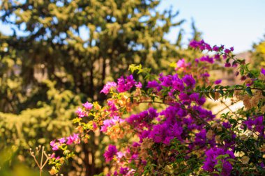 Çiçek açan ağaçlar. Seçici odaklı arkaplan ve metin için alanı kopyala