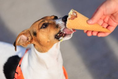 Sevimli Jack Russell Terrier köpeği dondurma yiyor, yakından. Seçici odaklı evcil hayvan portresi ve metin için alanı kopyala