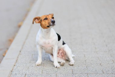 Sevimli bir Jack Russell Terrier köpeği kaldırımda komik bir şekilde oturur. Seçici odaklı evcil hayvan portresi ve metin için alanı kopyala