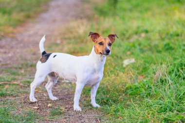 Sevimli bir Jack Russell Terrier köpeği parkta yürüyor. Seçici odaklı evcil hayvan portresi ve metin için alanı kopyala