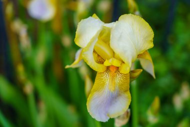 Çiçek tarlasında bir çiçek. Seçici odaklı arkaplan ve metin için alanı kopyala.