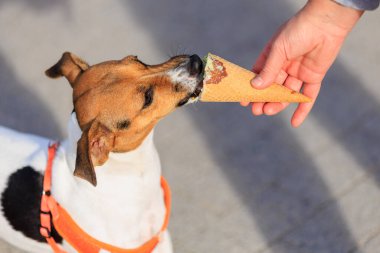 Sevimli Jack Russell Terrier köpeği dondurma yiyor, yakından. Seçici odaklı evcil hayvan portresi ve metin için alanı kopyala