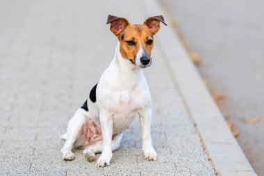 Sevimli bir Jack Russell Terrier köpeği kaldırımda komik bir şekilde oturur. Seçici odaklı evcil hayvan portresi ve metin için alanı kopyala