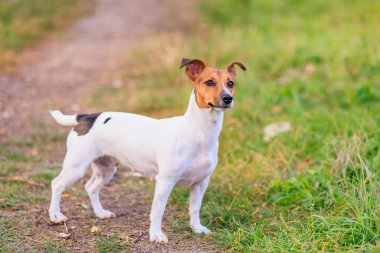 Sevimli bir Jack Russell Terrier köpeği parkta yürüyor. Seçici odaklı evcil hayvan portresi ve metin için alanı kopyala
