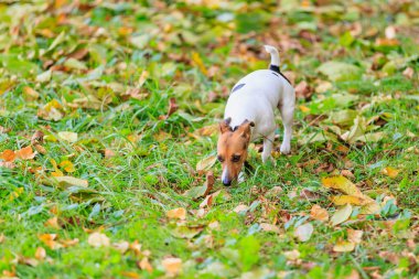 Şirin bir Jack Russell Terrier köpeği doğada yürüyor. Seçici odaklı evcil hayvan portresi ve metin için alanı kopyala