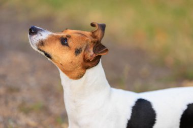 Sevimli bir Jack Russell Terrier köpeği bir insandan doğada yiyecek ister. Seçici odaklı evcil hayvan portresi ve metin için alanı kopyala