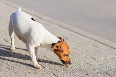 Sevimli bir Jack Russell Terrier köpeği kaldırımda yürüyor. Seçici odaklı evcil hayvan portresi ve metin için alanı kopyala