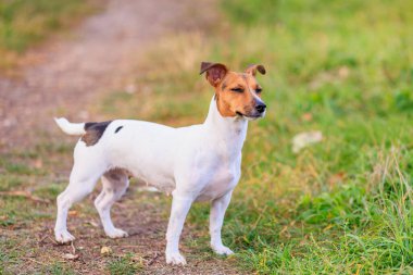 Sevimli bir Jack Russell Terrier köpeği parkta yürüyor. Seçici odaklı evcil hayvan portresi ve metin için alanı kopyala