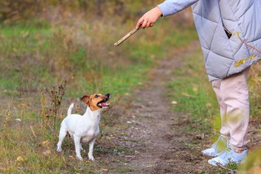 Tatlı Jack Russell Terrier köpeği eğitim sürecinde. Seçici odaklı evcil hayvan portresi ve metin için alanı kopyala