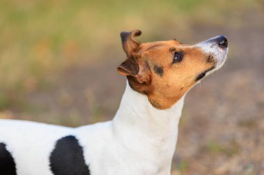 Sevimli bir Jack Russell Terrier köpeği bir insandan doğada yiyecek ister. Seçici odaklı evcil hayvan portresi ve metin için alanı kopyala