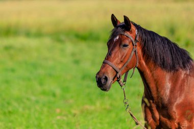 Otlaktaki at. Seçici odaklı arkaplan ve metin için alanı kopyala