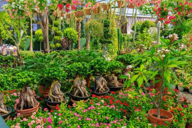 Süslü bitkiler için bahçe. Seçici odaklı arkaplan ve metin için alanı kopyala