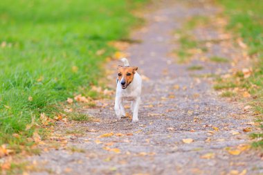 Sevimli bir Jack Russell Terrier köpeği parkta yol boyunca koşar. Seçici odaklı evcil hayvan portresi ve metin için alanı kopyala