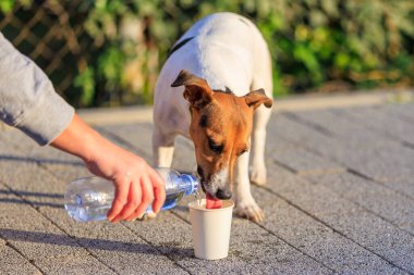 Bir köpeğe sıcakta içecek bir şey verme fikri. Hayvanlarla ilgilenmek. Seçici odaklı evcil hayvan portresi ve metin için alanı kopyala