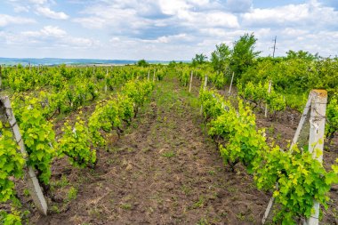 Elit şarap üzüm tarlaları. Seçici odaklı arkaplan veya arkaplan ve metin için alanı kopyala.