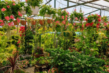 Süslü bitkiler için bahçe. Seçici odaklı arkaplan ve metin için alanı kopyala