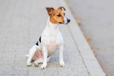 Sevimli bir Jack Russell Terrier köpeği kaldırımda komik bir şekilde oturur. Seçici odaklı evcil hayvan portresi ve metin için alanı kopyala