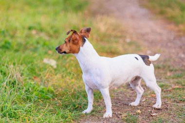 Sevimli bir Jack Russell Terrier köpeği parkta yürüyor. Seçici odaklı evcil hayvan portresi ve metin için alanı kopyala