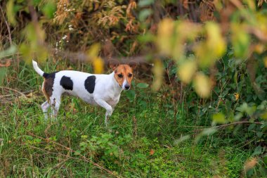 Tatlı Jack Russell Terrier köpeği temiz havada yürüyüş yapıyor. Seçici odaklı evcil hayvan portresi ve metin için alanı kopyala